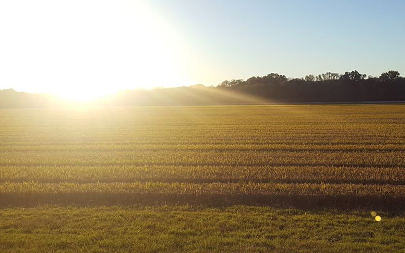 bright sun over field