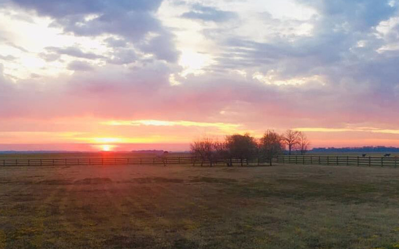 field with sunset