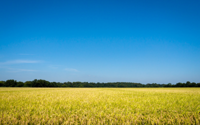 image of open field