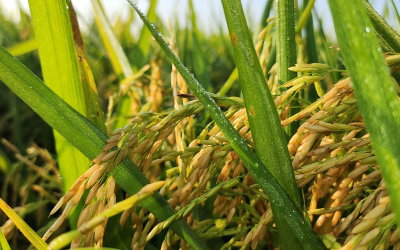 rice in field