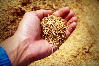 hand holding scoop of rice grains 