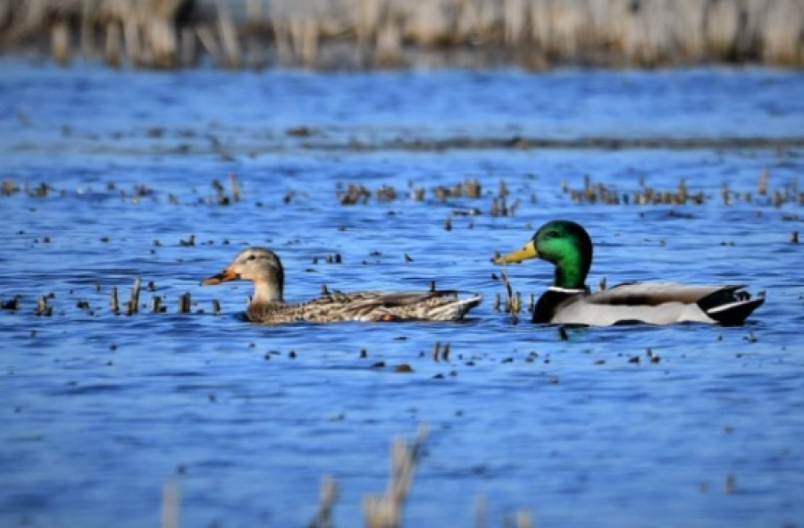 ducks swimming in a pond