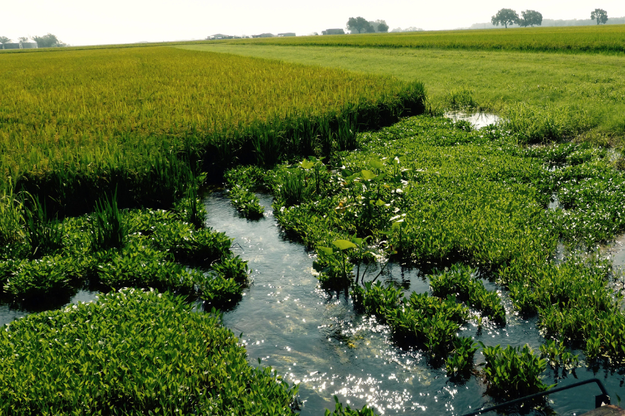 water steam in a field