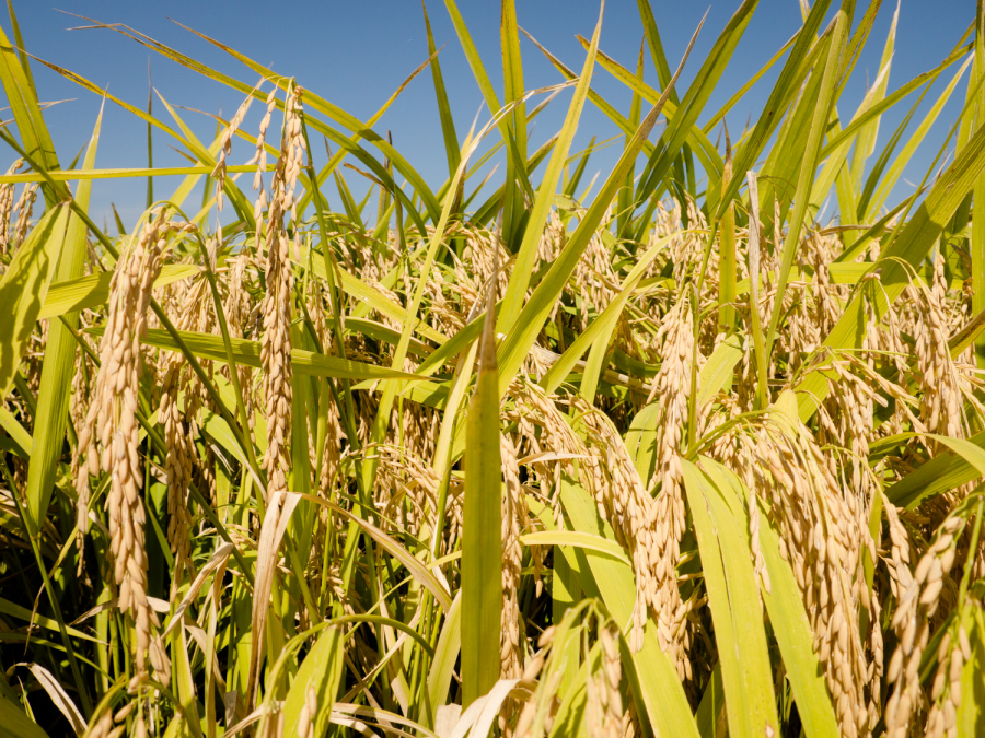 picture of rice ready for harvest
