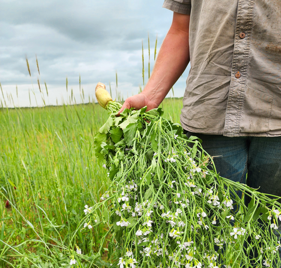 Building Biodiversity with Cover Crops